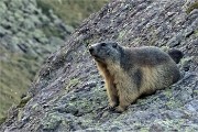 90 Marmottona ormai pronta per il prossimo letargo invernal